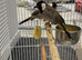 Bulbul available in Liverpool