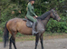 Tia 15.2 11yrs safe happy hack MD share jumper