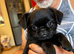 Female short coat Brussels Griffon
