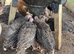 Norfolk black turkeys
