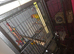 Sun conures