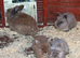 Lion head bunnies