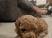 GORGEOUS TOY POODLES PUPPIES!