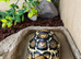 Leopard Tortoises- stunning babies