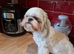 Selena &ndash; Beautiful Shih Tzu Girl