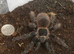 Brazilian Salmon pink goliath tarantulas