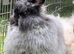 Beautiful Angora Baby Rabbits &ndash; Ready Now