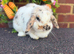 Pure bred mini lops .