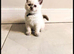 Chunky Pedigree British Shorthair kittens