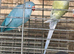 Blue and purple breeding pair