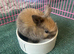 Beautiful Netherland dwarfand mini rex X mini lop babies