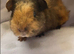 Beautiful Swiss, Texel and sheltie baby piggies