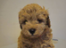 One girl f1b cavapoo