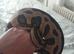 Royal pythons for sale