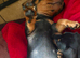 Dachshund