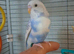Beautiful tame budgies