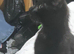 I have 1 black kitten male