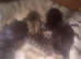 STUNNING ORIENTAL BENGAL HYBRID KITTENS 2 GIRLS 1 BOY RARE COATS BOTH PARENTS CAN BE SEEN READY DECEMBER