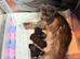Beautiful mainecoon kittens for sale