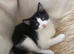 mixed breed Kittens ready now