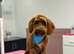 Australian labradoodle Red Male