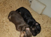 6 longhair mini dachshund puppies