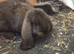 TWO BEAUTIFUL MALE GIANT FRENCH LOPS