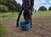 3yr old Bay Gelding 16.1hh