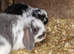 Mini lops