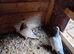 Homing pigeons. Rare coloura
