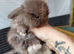 Vaccinated x small mini lops