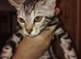 5 bengal kittens