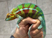 Panther Cameleon (Ambanja)