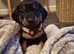 Dachshund puppies READY NOW
