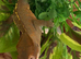 Crested gecko
