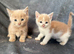 Lovery friendly kittens looking for there new homes