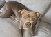 1 year old staffy cross