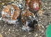 Young trio of milliefluer pekins 1 cockerel 2 pullets stunning trio