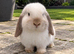 Mini lop boy