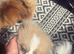 Beautiful female Pom