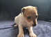True to type jackrussell pups