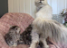 Chinchilla kittens for sale doll face