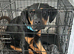 Rottie x puppy.