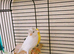 Rylander canary pair