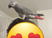 Coco the African grey