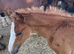 Outstanding foals for sale