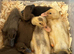 Runducks ducklings