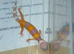 4 baby leopard gecko