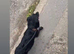 Sad sale of beautiful black cocker spaniel