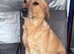 Proven KC Reg Labrador Retriever for Stud